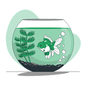 透明玻璃鱼缸里一条金鱼在吐泡泡玩耍