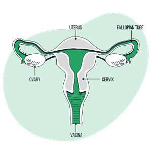 这是一幅介绍女性生殖系统原理的图